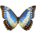 иконки Morpho Cypress Cyanides Female, бабочка, butterfly,