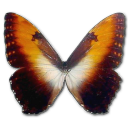 иконки Morpho Hecuba sunset, бабочка, butterfly,