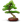 иконка baobab, дерево, tree, бонсай,