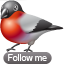 иконки bullfinch, следуй за мной, птичка, птица, bird,