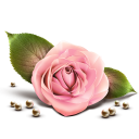 иконки роза, rose, цветок, цветы