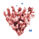 иконки коралл, coral