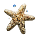 иконка морская звезда, star